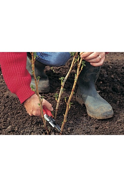 Смородина черная Вернисаж посадка